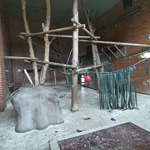 Male gorilla indoor enclosure