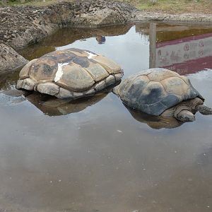 Aldabra giant tortoises