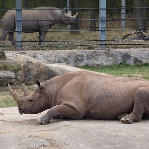 Eastern black rhinoceros