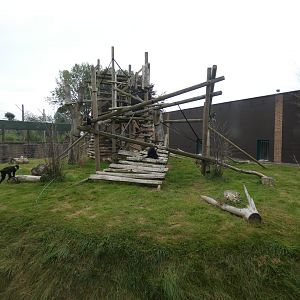 L'Hoest's monkey enclosure