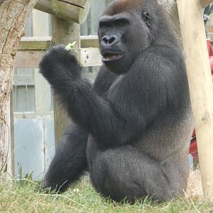 Western lowland gorilla