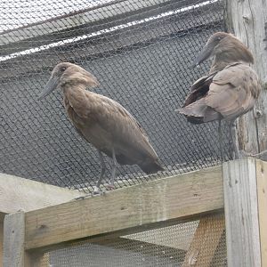 Hamerkop