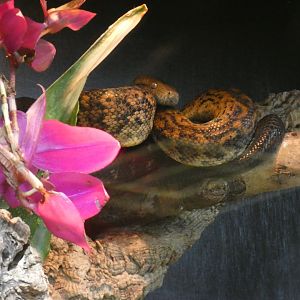 Jamaican boa