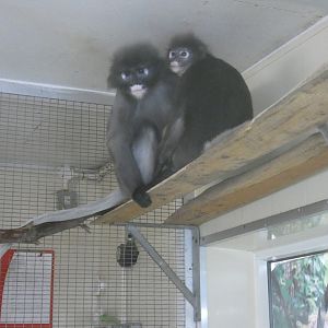 Dusky langur