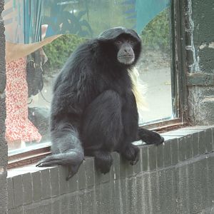 Siamang