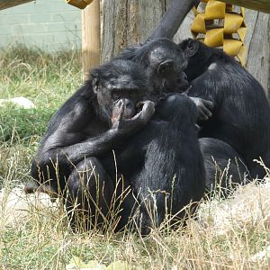 Bonobos