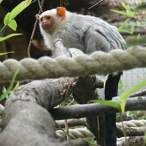 Silvery marmoset