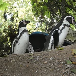 Humboldt's penguin