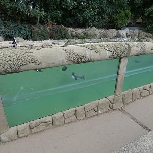 Penguin underwater viewing area