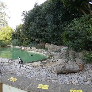 Humboldt's penguin enclosure