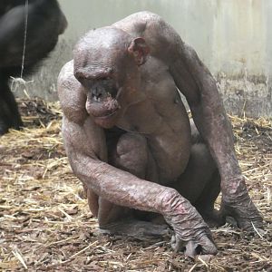 Chimpanzee