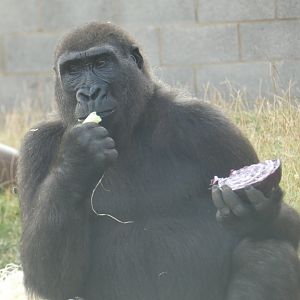 Western lowland gorilla