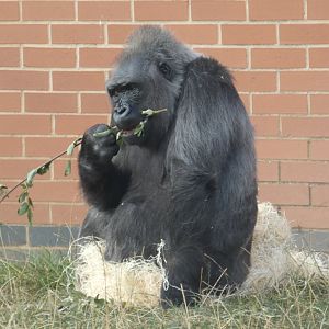 Western lowland gorilla