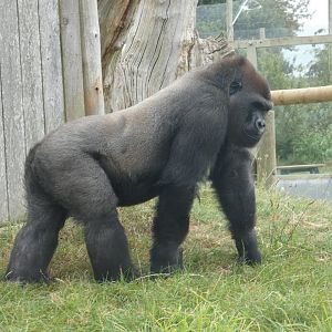 Western lowland gorilla