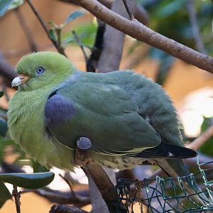 African Green-pigeon