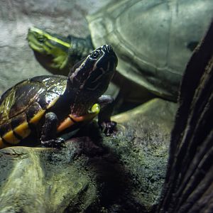 Malayan snail-eating turtle (Malayemys subtrijuga)