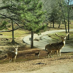 Pine Mountain Safari - Chital