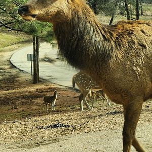 Pine Mountain Safari - Elk cow