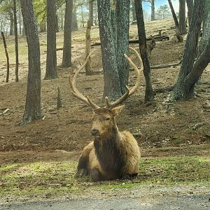 Pine Mountain Safari - Elk