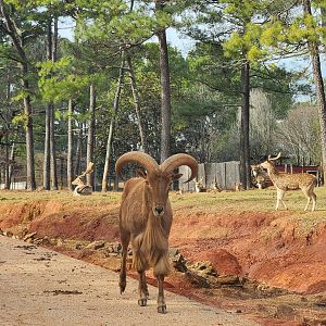 Pine Mountain Safari - Barbary Sheep and deer