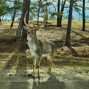 Pine Mountain Safari - Fallow Deer
