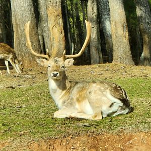 Pine Mountain Safari - Fallow Deer at rest