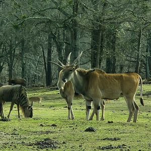 Pine Mountain Safari - Eland and Wildebeest
