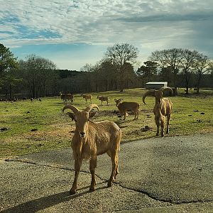 Pine Mountain Safari - Barbary Sheep herd