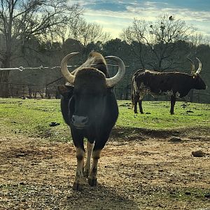 Pine Mountain Safari - Gaur and Longhorn