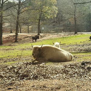 Pine Mountain Safari - White Bison