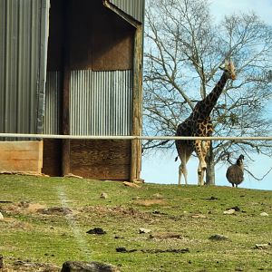 Pine Mountain Safari - Giraffe