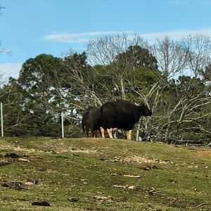 Pine Mountain Safari - Gaur from far