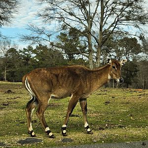 Pine Mountain Safari - Nilgai