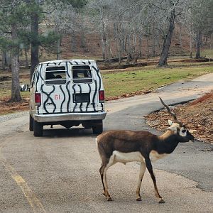 Pine Mountain Safari - Blackbuck on road