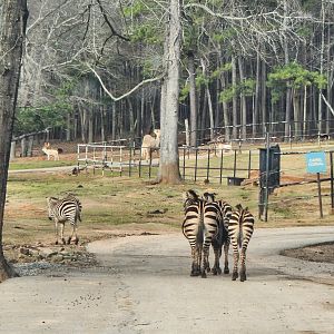 Pine Mountain Safari - Zebras on road