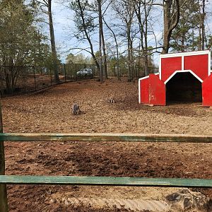 Pine Mountain Safari - Red Kangaroo yard