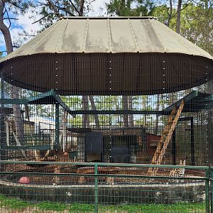 Pine Mountain Safari - Serval enclosure