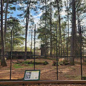 Pine Mountain Safari - Gray Wolf yard