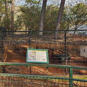 Pine Mountain Safari - New Guinea Singing Dog enclosure