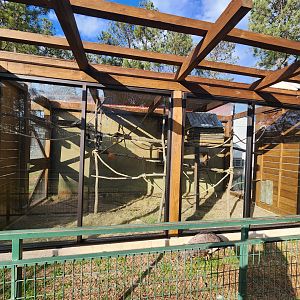 Pine Mountain Safari - Small monkeys exhibit