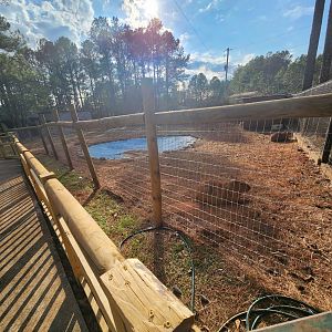 Pine Mountain Safari - Capybara yard