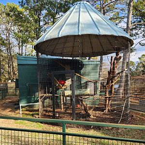 Pine Mountain Safari - Macaque enclosure