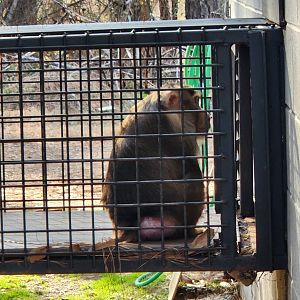 Pine Mountain Safari - Pig-tailed Macaque