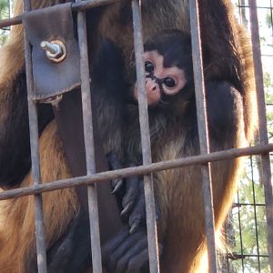 Pine Mountain Safari - Baby spider monkey
