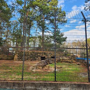 Pine Mountain Safari - Spotted Hyena exhibit
