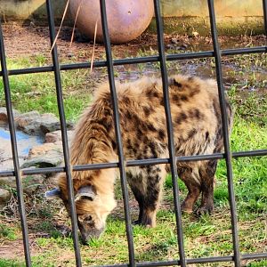 Pine Mountain Safari - Spotted Hyena