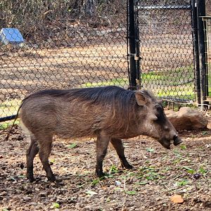 Pine Mountain Safari - Warthog
