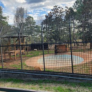 Pine Mountain Safari - Liger enclosure