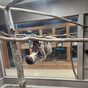 Pine Mountain Safari - Southern Two-toed Sloth