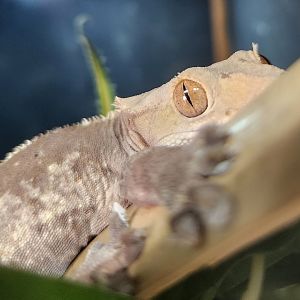 Pine Mountain Safari - Eyelash Gecko
